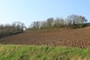 vignoble de Champagne
